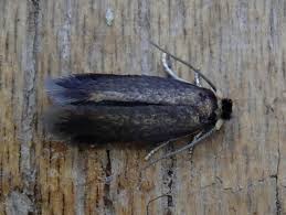 Image result for Stigmella roborella