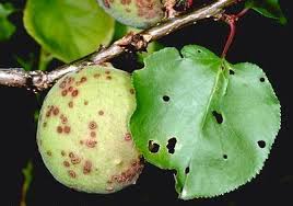 Image result for ‫بیماری لکه غربالی‬‎