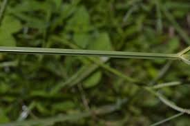 Image result for Cyperus zollingeri