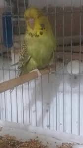 Sahiplendirilecektir 2 Aylik Show Jumbo Trabzon Muhabbet Kusu Hobicileri Facebook