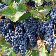 Image result for Vitis vinifera