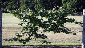 Grapes are most often seen growing in long rows in vast hillside fields, lined up perfectly on the sun baked valleys and hills in many, many places in in the first year of the hotter backyard, i had my first harvest off of the plant in probably 10 years of keeping it. 4 Tips To Growing Disease Free Grapes In Your Backyard Hobby Farms