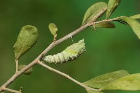 Sebagiannya lagi jenis serangga lainnya. Apa Itu Metamorfosis Jenis Dan Tahapan Kehidupan Serangga