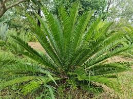 Image result for Encephalartos senticosus