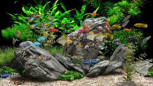 Dream Aquarium 2 Hours 8 Tanks 4k Aquarium Diy Fish Tank Planted Aquarium