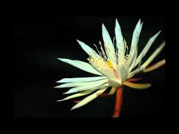 Keep the plant in either partial or indirect sunlight. Kadupul Epiphyllum Flower Blooming Hd By Amilaskask