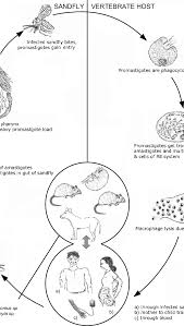 Life Cycle Of Leishmania Download Scientific Diagram