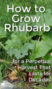 Check spelling or type a new query. How To Grow Rhubarb For A Perpetual Harvest That Lasts For Decades Joybilee Farm Diy Herbs Gardening