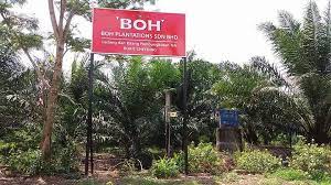 Ladang teh boh bukit cheeding. Pakej Percutian Tak Perlu Lah Jauh2 Nak Ke Cameron Facebook