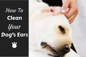 The cleaning solution will help remove any water in. How To Clean Your Labradors Ears And Why You Should Do It