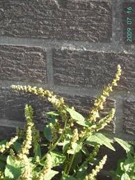 Image result for Amaranthus deflexus