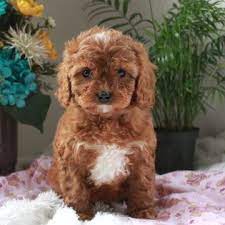 Cavapoo Puppy For Sale In Gap Pa Adn 72094 On Puppyfinder Com Gender Male Age 7 Weeks Old Cavapoo Puppies For Sale Cavapoo Puppies Cavapoo