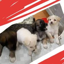 Royal paws® pet transportation is an exclusive pet ground transport company providing private door to door transportation for dogs and puppies everywhere throughout the u.s. Mak Martos Imus Imus