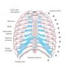 In your human body the rib cage is also known as the thoracic cage and is a core section of the human skeleton, provide. 1