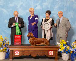 Maybe you would like to learn more about one of these? Stardust Dachshunds Home