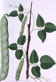 Image result for Canavalia