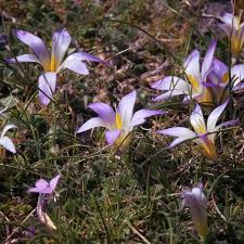 Image result for Romulea