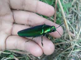 Image result for Chrysochloa