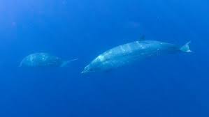 Bairdii (baird's beaked whale) and were classified as belonging to the same genus berardius. Whale Of A Find Scientists Spot Beaked Whale Believed To Be A New Species
