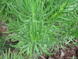 Image result for Senecio barbertonicus