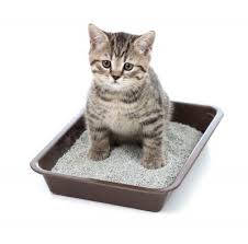 Aafp Issues New Guidelines For Diagnosing And Solving House Soiling Behavior Sobaki Veterinariya