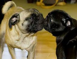 Black And Tan Pug Black And Tan Pug Kiss Cute Pugs Pugs And Kisses Pugs