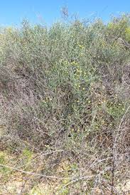 Image result for Pentzia incana