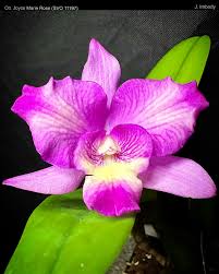 Image result for Habenaria dregeana