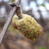 Image result for Strophanthus eminii