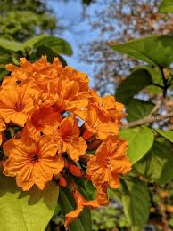 Image result for Cordia sp.A.