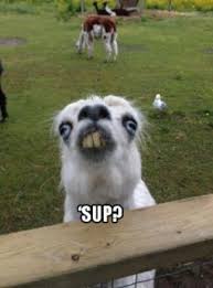 Pin By Bethany Durkin On Funnies Funny Animals Animal Jokes Funny Animal Memes