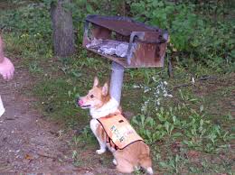 Cadaver dog (plural cadaver dogs). Corgi Cadaver Dog Search And Rescue Dogs Working Dogs Service Dogs