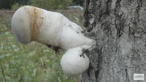 Призываем Россию прекратить подпитывать конфликт на Донбассе, - заявление ЕС - Цензор.НЕТ 4695