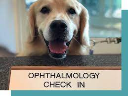 Ohlone village, upper level fremont, ca 94539. Animal Eye Care Va Animal Eye Care Associates