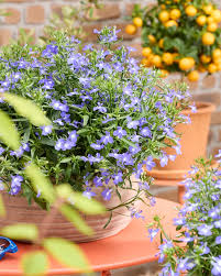 Image result for Lobelia erinus