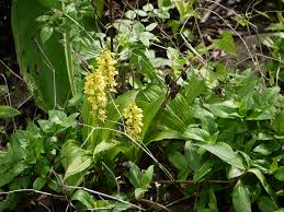 Image result for Eulophia elegans