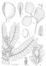 Image result for Tessmannia anomala