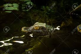 We did not find results for: Smooth Fronted Caiman Paleosuchus Trigonatus Is The Second Stock Photo Picture And Royalty Free Image Image 139083550