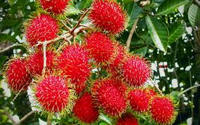 We did not find results for: Cara Pengendalian Hama Dan Penyakit Tanaman Rambutan Ilmu Pengetahuan Dasar