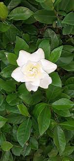 Bloomnation Com Gardenias Color Symbolism Language Of Flowers Gardenia