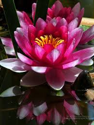 Ekspresikan dirimu dengan ribuan wallpaper bunga. Wallpaper Hd Gambar Bunga Untuk Wallpaper Hp Gudang Wallpaper Fashionsista Co