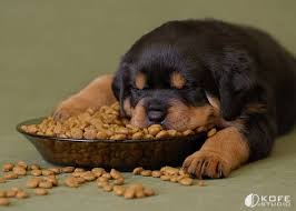 Events haus kurse gesundheit haustiere familie und haushalt technischer service mehr. Lovely Dogs By Kofe Studio Plus Pets Dogs Cats Puppies And Much More Schlafende Welpen Haustiere Niedliche Hunde