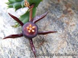 Image result for Duvalia