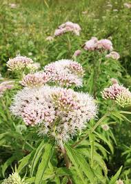 Image result for Valeriana