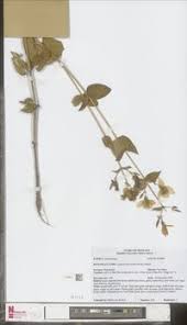 Image result for Canscora alata