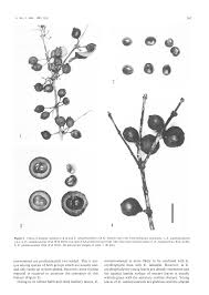 Image result for Eugenia natalitia