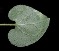 Image result for Riocreuxia torulosa