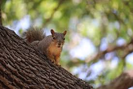Do Squirrels Eat Bird Eggs Or Baby Birds Are They Bird Predators