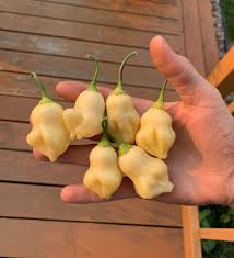 Image result for Capsicum baccatum