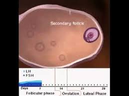 Female Reproductive Cycle Animation Reproductive System Physiology Youtube